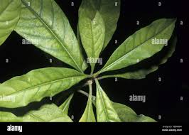 Image result for Rauvolfia mombasiana