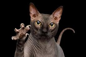 Gray matter refers to certain. Un Adolescent Devient Schizophrene Apres Avoir Ete Contamine Par Son Chat