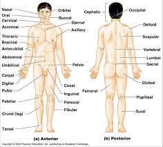 The standard position in which the body is standing with feet together, arms to the side, and head, eyes, and palms facing forward. Regions Of The Body Blank Diagram Trusted Wiring Diagram
