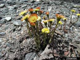 Coltsfoot originated in parts of asia as well as in europe, but the plant also grows throughout damp areas of north america; Seeppc Coltsfoot Tussilago Farfara L Bugwoodwiki