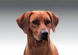 Maybe you would like to learn more about one of these? Breeders Sajanak