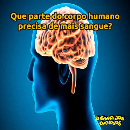 Uma das partes que têm maior afluxo de sangue no corpo humano é o cérebro. No entanto, dependendo da atividade física e até do estado de uma pessoa, outras partes também precisam