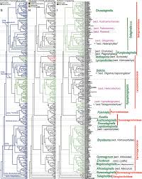 Image result for Selaginella cathedrifolia