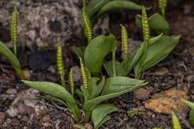 Image result for Ophioglossum polyphyllum