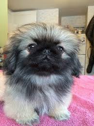 Pekingese puppies for sale in westchester, ny, nj, long island and nyc area. Pekingese Puppies Pet Dog Puppies For Sale In Lake George Ny A00006 Want Ad Digest Classified Ads Pekingese Puppies Pet Dogs Pet Dogs Puppies