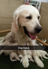 30 Of The Funniest Dog Snapchats The Internet Has Ever Given Us Funny Animals Funny Animal Pictures Animal Pictures