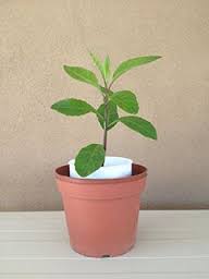 Image result for health benefits of longevity spinach