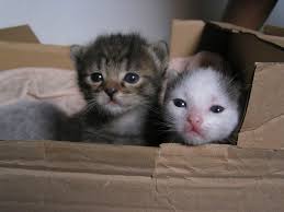 Kitten Steemit