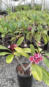 Gina In Acclimation Area Plumeria Frangipani Flowers