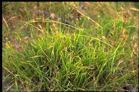 Image result for Aristida stipitata
