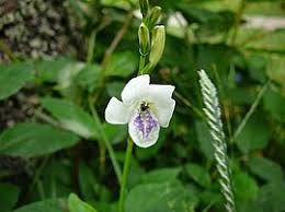 Image result for Asystasia mysorensis