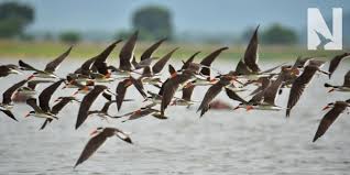 Image result for Microcoelia ornithocephala