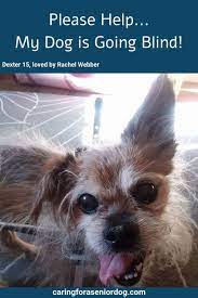 What To Do If Your Old Dog Is Going Blind Caring For A Senior Dog Dog Advice Senior Dog Health Pet Sitters International