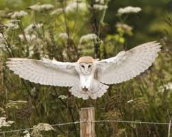 What owl is larger than a barn owl? Barn Owl Barn Owl Owl Barn