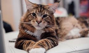 ✅ how much does it cost to own a cat? Your Complete Guide To The Maine Coon Cat Nutrisource Pet Foods
