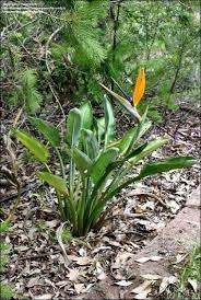 Full Size Picture Of Bird Of Paradise Crane Flower Strelitzia Reginae Paradise Plant Birds Of Paradise Strelitzia Plant