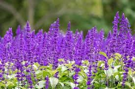 Purple verbena flowers are erect, shrubby perennials that can grow up to 6 ft tall in southern regions and 3 ft tall in the northern parts. Different Types Of Purple Flowers With Pictures Trees Com