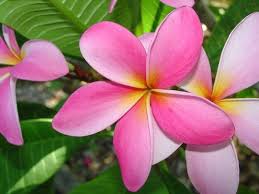 Florida Colors Nursery Is A Full Time Plumeria Nursery Growing And Selling Just Plumeria Florida Colors Offe Plant Cuttings Sympathy Flowers Flower Pot Design