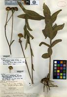 Image result for Aspilia rudis