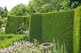 Plants make excellent privacy screens because they can block noise and unsightly views while also adding color, texture and seasonal interest that only gets better with each growing season. Block Unsightly Views Evergreen Screening Plant Solutions
