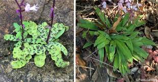 Image result for Stenoglottis