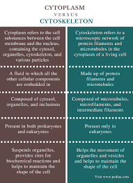 Difference Between Cytoplasm And Cytoskeleton Definition Structure Function Similarities Macromolecules Cell Organelles Cell Membrane