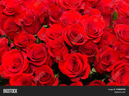 From special occasions like valentine's, to everyday surprises, find romantic flowers, sparkling jewelry and. Background Many Red Image Photo Free Trial Bigstock