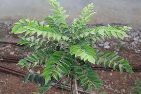 Its leaves are aromatic — sweet and pungent, which releases the mouthwatering fragrance and used in cooking. How To Grow Curry Leaf Trees Gardener S Path