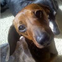 With their long bodies and inquisitive faces, dachshunds are quite iconic. Dachshund Rescue Adoptions