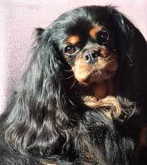 Wow I Can T Get Over How Long And Beautiful Her Ears Are What A Beauty King Charles Cavalier Spaniel Puppy King Charles Cavalier King Charles