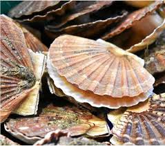 La Reine De La Baie La Coquille St Jacque En 2020 Bretagne France Coquille