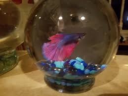 Beautiful Betta Fish Christmas Bulbs Betta Fish Christmas Ornaments