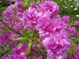 Yodogawa Azalea American Poetry Azaleas Poetry Month