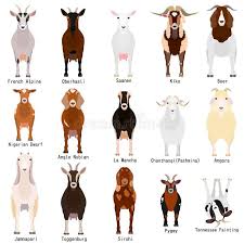 Goats Chart With Breeds Name Stock Vector Illustration Of Collection Domestic 145077948 Goats Animal Science Animals Beautiful