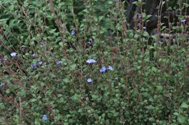 Image result for Ceratostigma griffithii