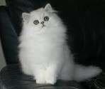 Chinchilla Persian Kitten Sale | Doll Face Kittens