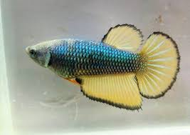 Item Fwbettasdt1449076753 Mustard Gas Hm Female 1 Ends Wed Dec 2 2015 11 19 13 Am Cdt Betta Pescado