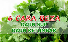Pasar local celery daun sup ntuc fairprice. Mustaffa Yasin