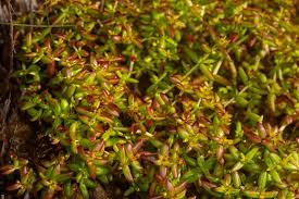 Image result for Crassula expansa