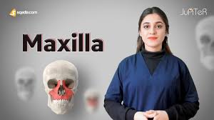 Maxilla Bone Anatomy | Maxilla Processes | Maxilla Function