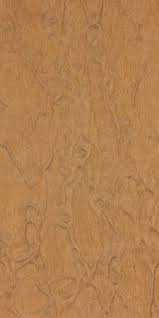 Image result for Xylia africana