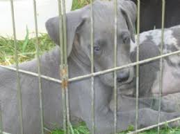 Maybe you would like to learn more about one of these? Great Dane Puppies For Sale
