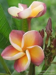 Orange Violet A Rare Beauty Plumeria Frangipani Orange