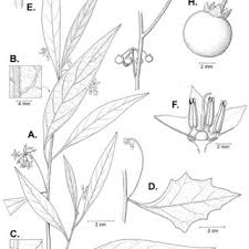 Image result for Solanum memphiticum