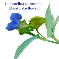 Image result for Commelina