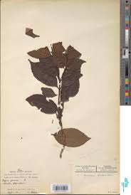 Image result for Synsepalum muelleri