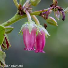 Image result for Rawsonia lucida