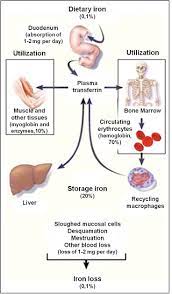 1 Distribution Of Iron In Adults In A Balanced State The Human Body Download Scientific Diagram