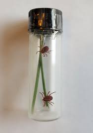 Tick Testing Identification Lyme Disease Association