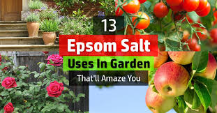 Epsom salt is not sendha namak. 13 Epsom Salt Uses In Garden That Ll Amaze You Balcony Garden Web